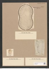 Surirella fastuosa var. lata (W. Sm.) W. H. (de-Toni-Nr.: Genus 53, Species 2276) Zeichnungen Sammlung Grunow Nr. 4731 (NHMW-BOT-W0372830)